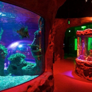 Museu de Cera (Madame Tussauds) + Aquário (Sea Life) - Icon Park (1 dia)