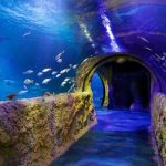 img_sealife01